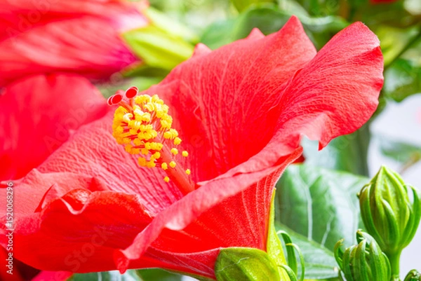 Obraz Detailed image of a vibrant red colored Hibiscus flower