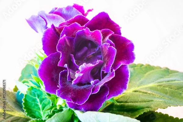 Obraz Detailed image of a vibrant purple double Gloxinia flower