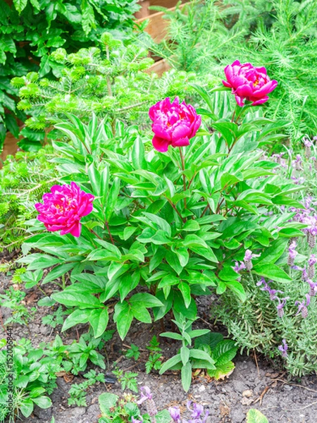 Obraz Bright pink colored peonies (Paeonia) in a backyard