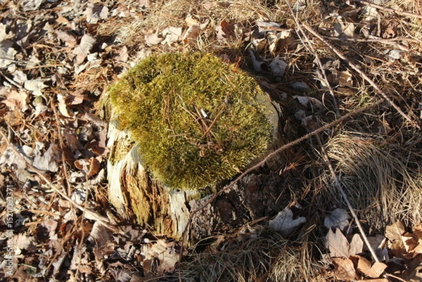 Obraz close up of a tree stump