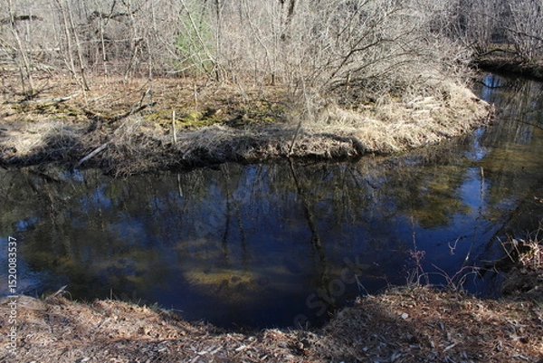 Obraz the river in the swamp