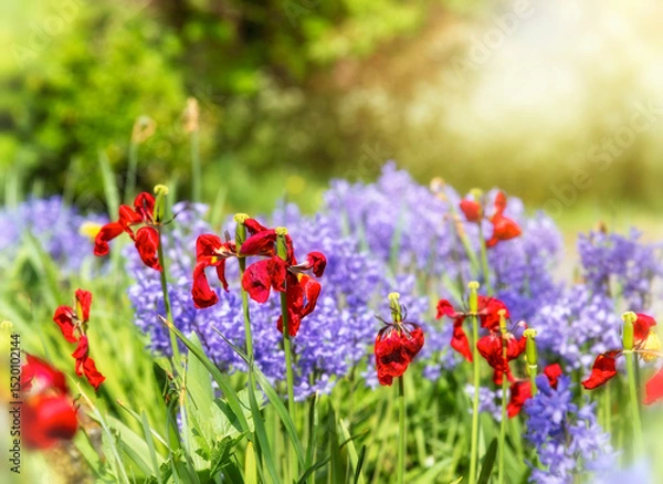 Obraz Red Bearded Iris and Two Leaf Squill Flowers in an English Garden, UK