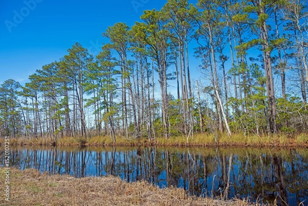 Obraz Loblolly Pines Along a Calm Bayou