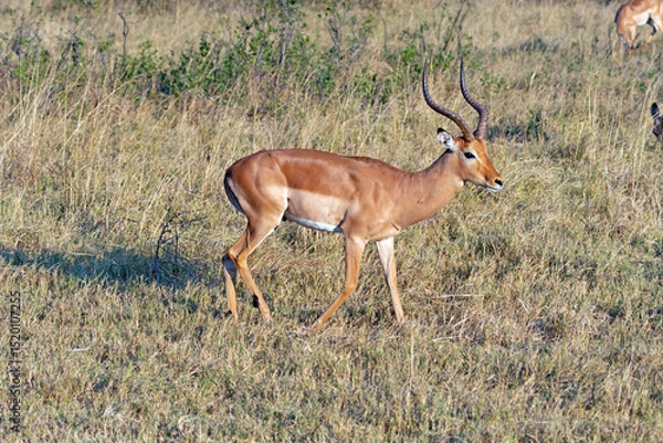 Obraz Impala Grazing in the Savannah