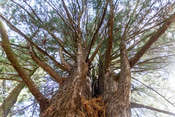 Fototapeta Tree cedar in a forest. Looking Up