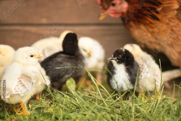Fototapeta Eine Henne mit Küken