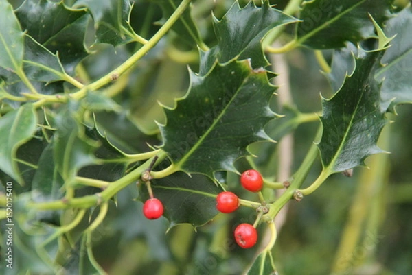 Obraz Four Red Fruit Berries on a Green Holly Tree.