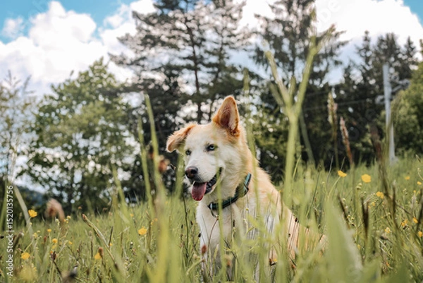 Fototapeta Close up of adopted mixed-breed husky dog with blue eyes enjoying a sunny day outdoors