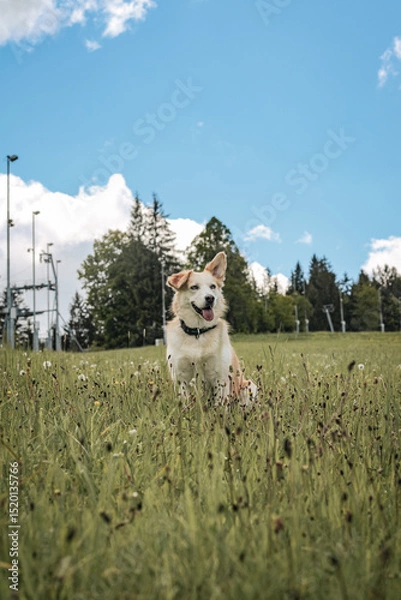 Fototapeta Close up of adopted mixed-breed husky dog with blue eyes enjoying a sunny day outdoors