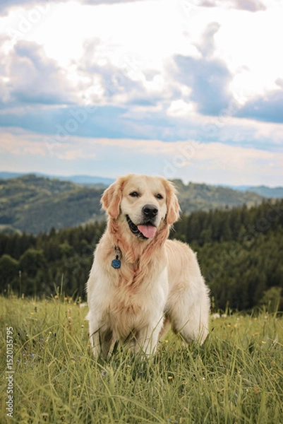 Fototapeta Happy golden retriever portrait, calm nature and view of mountains in the background