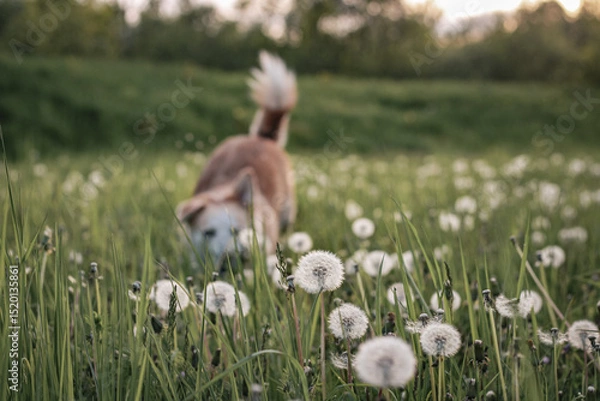 Fototapeta Meadow full of dandelion puffs with dog sniffing in the background in summer during sundown with peaceful atmosphere