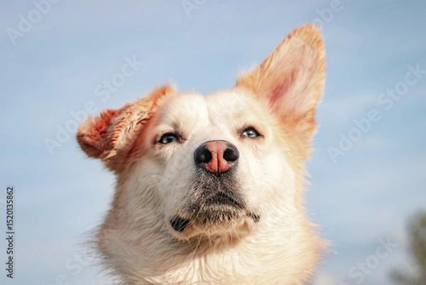 Fototapeta Close up of adopted mixed-breed husky dog with blue eyes enjoying a sunny day outdoors