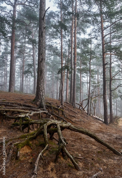 Fototapeta Misty pine forest with exposed roots on a hillside