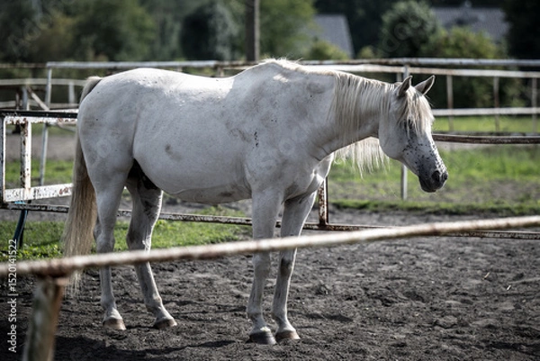 Obraz beautiful horses in a stud farm