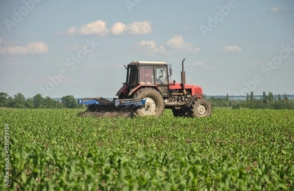 Fototapeta tractor cultivates a field of young corn. carrying out field work with a tractor