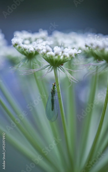 Fototapeta closeup shot of a green lacewing on a white flower in meadow.