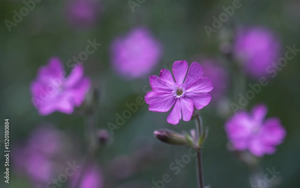 Fototapeta Close up of a pink wildflower silene dioica or red campion

