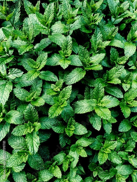Fototapeta A spearmint leaves on the natural plantation pattern background.