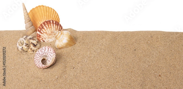 Obraz Coquillages sur un fond de sable de plage

