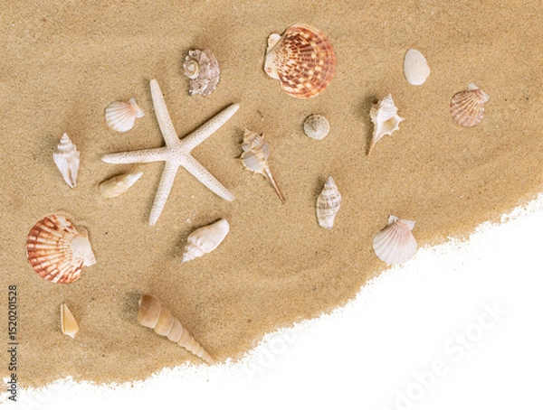 Obraz Coquillages et étoile de mer sur un fond de sable de plage