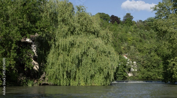 Obraz Saule pleureur en bord de rivière	