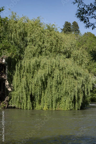 Obraz Saule pleureur en bord de rivière	