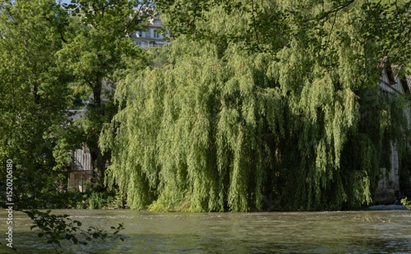 Obraz Saule pleureur en bord de rivière	