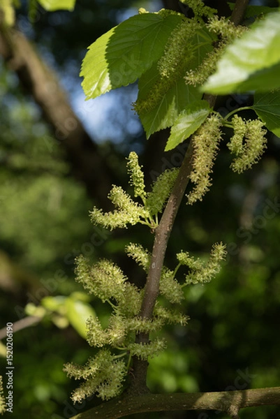 Obraz Gros plan de fleurs de Morus alba