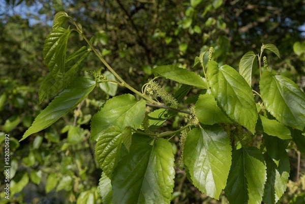 Obraz Gros plan de fleurs de Morus alba
