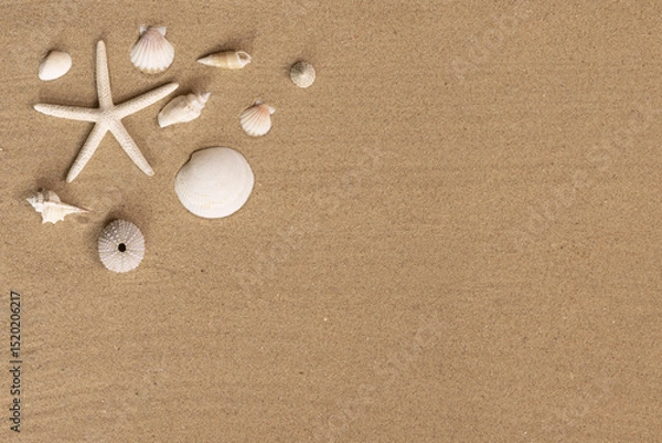 Obraz Coquillages et étoile de mer sur un fond de sable de plage