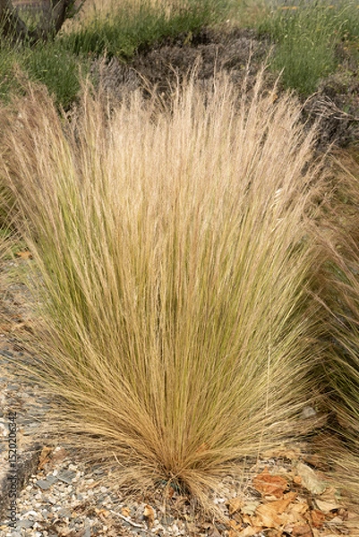 Obraz Graminée Stipa tenuissima	