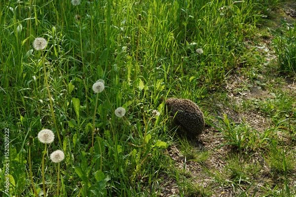 Obraz Hedgehog adult hiding from people in long grass at side of path