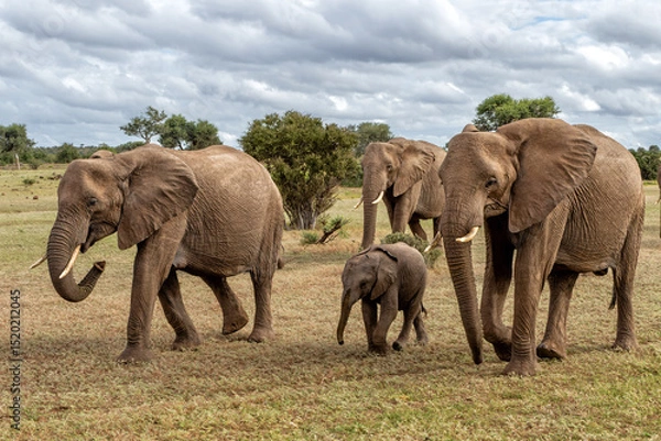 Obraz Elephant herd searching for food and water in the green season in a Game Reserve in the Tuli Block in Botswana.