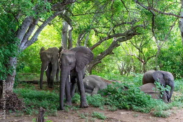 Obraz Elephant herd searching for food and water in the green season in a Game Reserve in the Tuli Block in Botswana.
