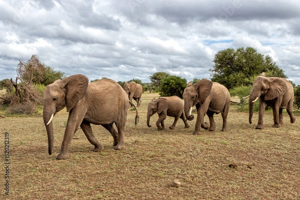 Fototapeta Elephant herd searching for food and water in the green season in a Game Reserve in the Tuli Block in Botswana.