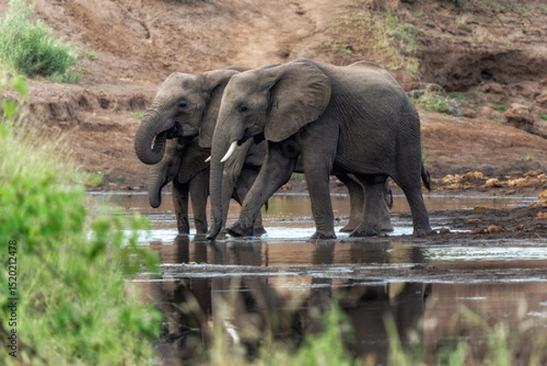 Obraz Elephant herd searching for food and water in the green season in a Game Reserve in the Tuli Block in Botswana.
