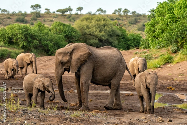 Obraz Elephant herd searching for food and water in the green season in a Game Reserve in the Tuli Block in Botswana.