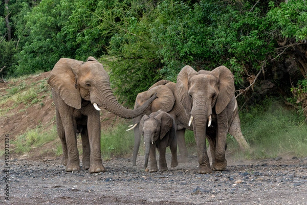 Obraz Elephant herd searching for food and water in the green season in a Game Reserve in the Tuli Block in Botswana.