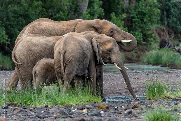 Obraz Elephant herd searching for food and water in the green season in a Game Reserve in the Tuli Block in Botswana.