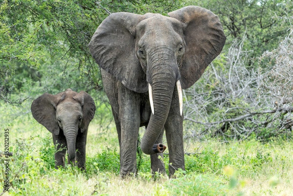 Obraz mother and child. Female elephant with her calf walking in Kruger National Park in South Africa