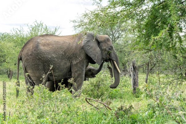 Obraz mother and child. Female elephant with her calf walking in Kruger National Park in South Africa