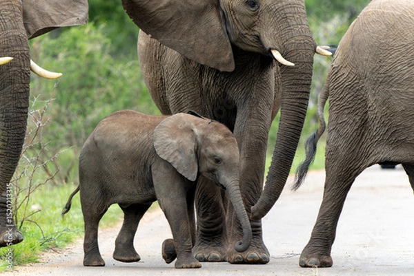 Obraz mother and child. Female elephant with her calf walking in Kruger National Park in South Africa