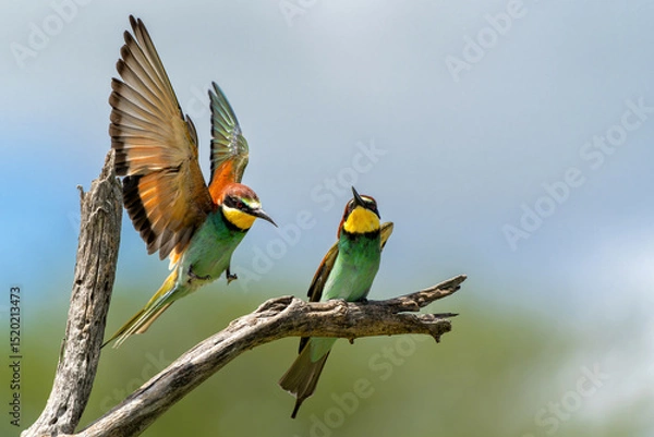 Obraz European bee-eater (Merops apiaster) sitting on a branch to hunt in Kruger National Park in South Africa