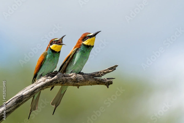 Obraz European bee-eater (Merops apiaster) sitting on a branch to hunt in Kruger National Park in South Africa