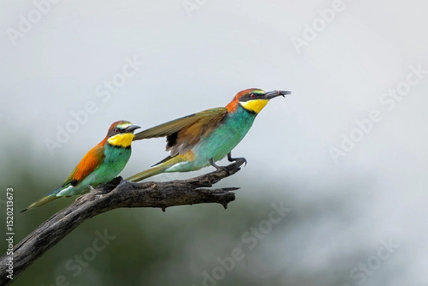 Obraz European bee-eater (Merops apiaster) sitting on a branch to hunt in Kruger National Park in South Africa