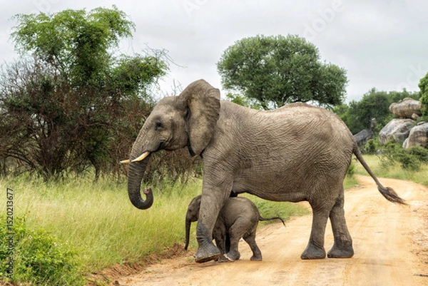 Obraz mother and child. Female elephant with her calf walking in Kruger National Park in South Africa
