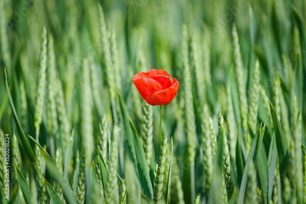 Obraz Red poppy flower blossom solitaire isolated in the field. Loneliness concept. Papaver somniferum.