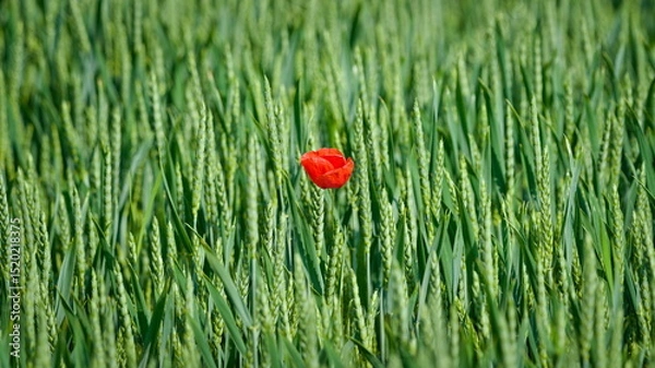 Obraz Red poppy flower blossom solitaire isolated in the field. Loneliness concept. Papaver somniferum.