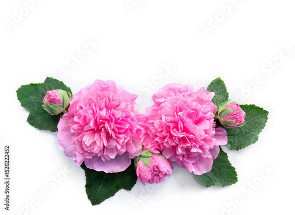 Obraz Pink mallow ( malva ) flowers flat lay on a white background with space for text. Top view, flat lay