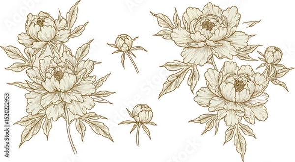Fototapeta Vector set of gold line japanese, chinese flowers illustrations. Peonies vintage elegant art, wedding ornament, asian botanical graphic
